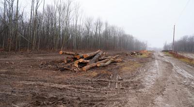 Broken ground and uprooted trees from Saxon Hill